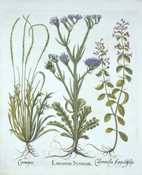 Lavanda de mar, Lepidium y Calaminta, de Hortus Eystettensis, por Basil Besler (1561-1629), pub. 1613
